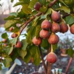 winterberry fig tree