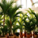 Potted Palm Trees