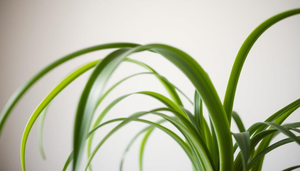 Spider Plant Care Tips